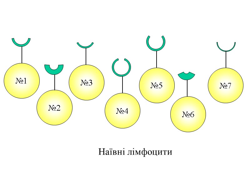 Наївні лімфоцити